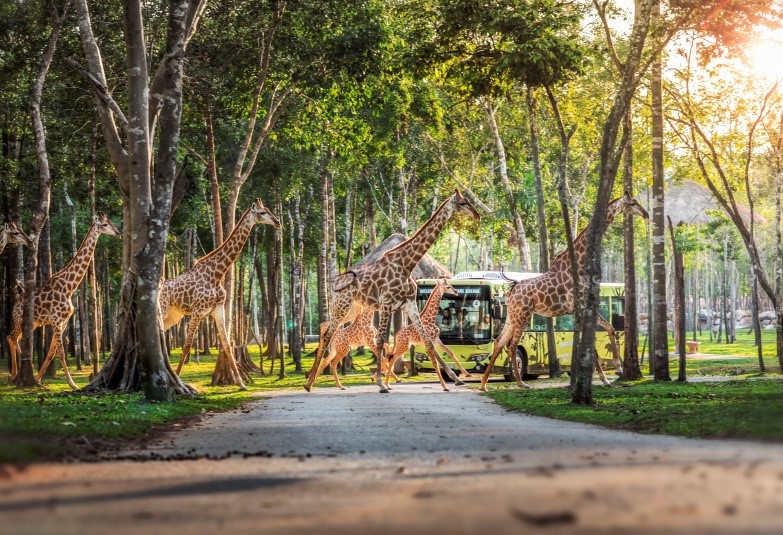 Vinpearl Safari với một ngày vào vai "nhà động vật học" giữa "thiên đường hoang dã"